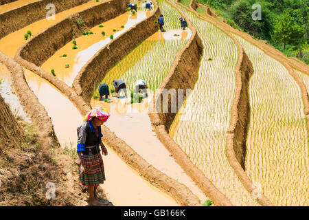 Coltivazione di riso in um Cang Chai, Yen Bai, Vietnam Foto Stock