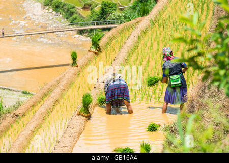 Coltivazione di riso in um Cang Chai, Yen Bai, Vietnam Foto Stock