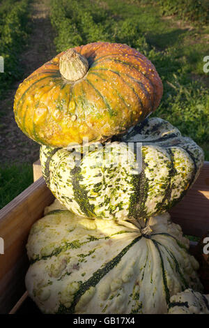 Tre grandi zucche ornamentali Foto Stock