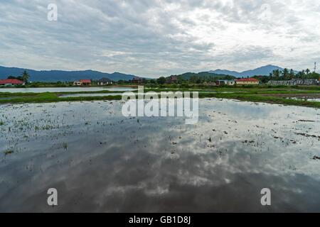 Inondati risaie a Langkawi, Malesia sfondo per le vacanze Foto Stock