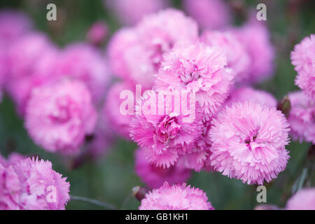 Rosa fiori di garofano in giardino Foto Stock