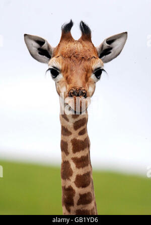 Un bambino di due settimane Rothschild Giraffe nato il 5 luglio a 12 anni Sally al West Midlands Safari Park, Bewdley, Worcestershire. Foto Stock