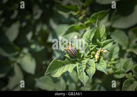 Colorado bug mangia foglie di patate. Messa a fuoco selettiva. Foto Stock