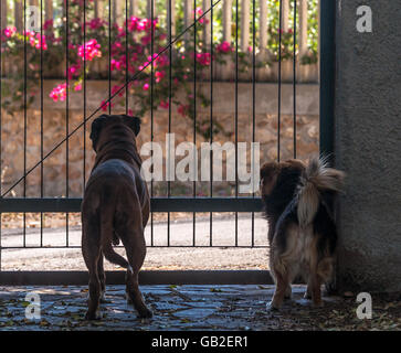 Boxer tedesco e cani Mongrel cane dietro il cancello Foto Stock