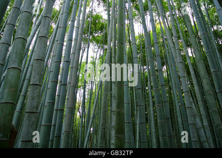 Foresta di Bamboo in Kyoto Arashiyama Giappone Foto Stock