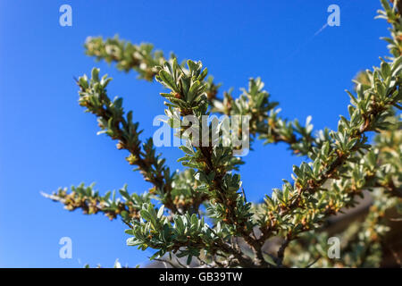 Foglie giovani di bacche di olivello spinoso Foto Stock