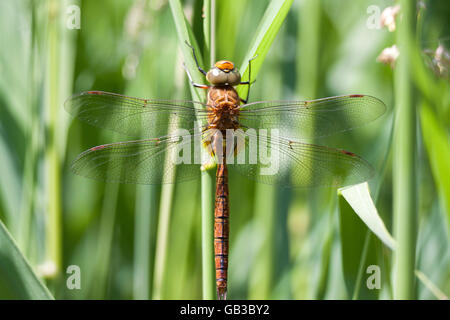 Foto macro di un insetto diffamazione dragon fly Foto Stock