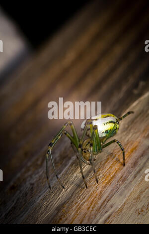 Giallo e verde orbweaver spaventosa orchard spider in macro closeup Foto Stock