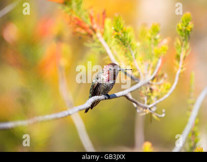 Anna (Hummingbird Calypte anna) maschio adulto appollaiato su un albero Foto Stock
