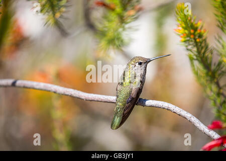 Anna (Hummingbird Calypte anna) femmina adulta Foto Stock