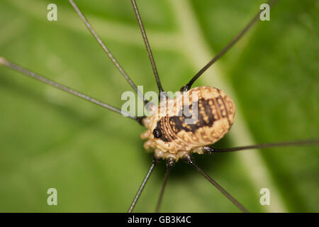 Un daddy longlegs arroccato su una pianta a foglia. Foto Stock