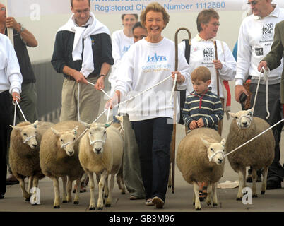 Pecore guidati attraverso il Tower Bridge Foto Stock