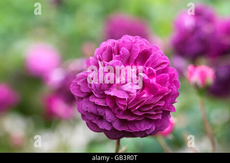 Rosa 'Cardinal de Richelieu' in un giardino inglese. Foto Stock