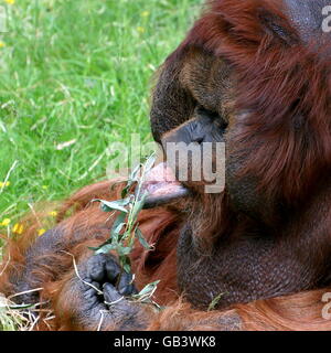 Maschio alfa Bornean orangutan (Pongo pygmaeus) assaporando deliziose foglie Foto Stock