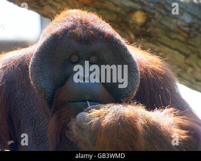 Primo piano della testa di un maschio alfa Bornean orangutan (Pongo pygmaeus) masticare su un ramoscello Foto Stock