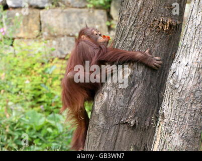 Bambino maschio Bornean orangutan (Pongo pygmaeus) salendo un albero Foto Stock