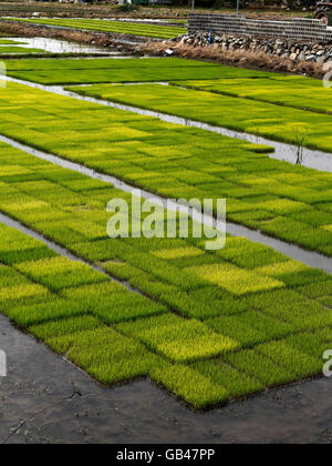 Riso alberelli, Gyeongju, provincia Gyeongsangbuk-do, Corea del Sud, Asia Foto Stock