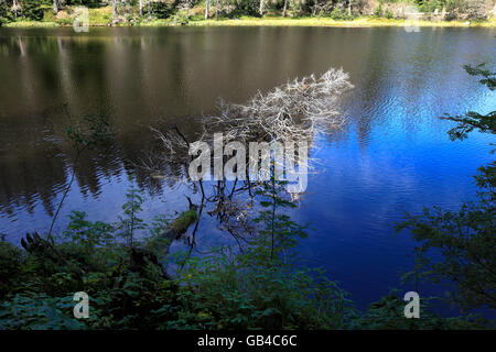 Albero morto nel lago Laka Boemia del Sud, Repubblica Ceca. Boemia. Foto Stock