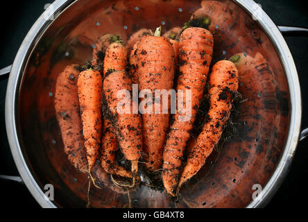 Foto generica delle carote coltivate in casa appena prelevate da un giardino ad Ashford, Kent. Foto Stock