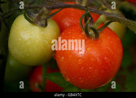 Stock di pomodoro Foto Stock