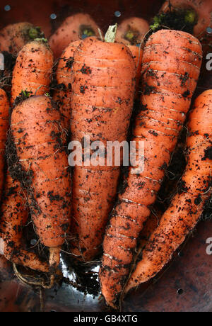 Stock di carota Foto Stock