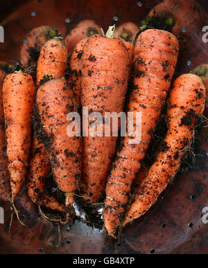 Foto generica delle carote coltivate in casa appena prelevate da un giardino ad Ashford, Kent. Foto Stock