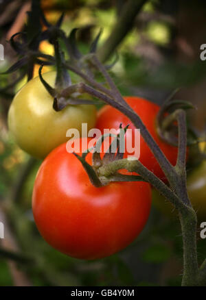 Stock di pomodoro Foto Stock