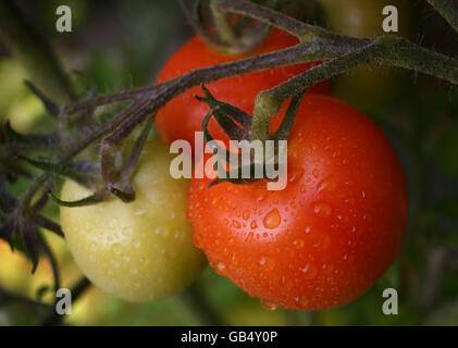 Stock di pomodoro Foto Stock