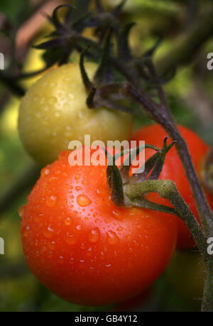 Foto generica di pomodori coltivati in casa sulla vite di Ashford, Kent. Foto Stock