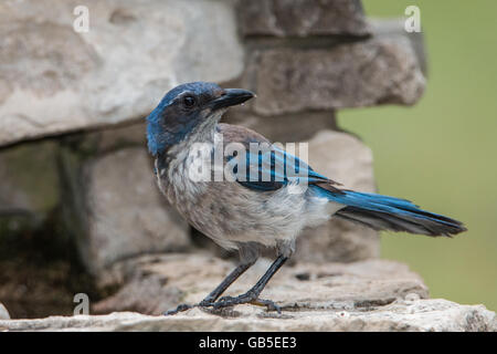 Woodhouse's Scrub-Jay (Aphelocoma woodhouseii) al Lost Aceri Stato Area naturale in Vanderpool, TX USA Foto Stock