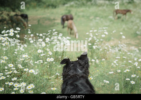 Border Collie orologi Pony Welsh in un campo di fiori Foto Stock