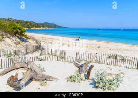 Albero secco le linee sulla spiaggia di Saleccia con un mare azzurro acqua vicino Saint Florent, Corsica, Francia Foto Stock