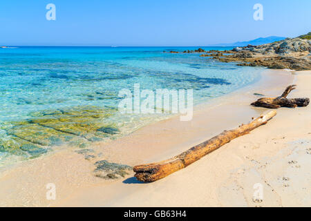 Tronco di albero sulla bellissima spiaggia di Saleccia, Corsica, Francia Foto Stock