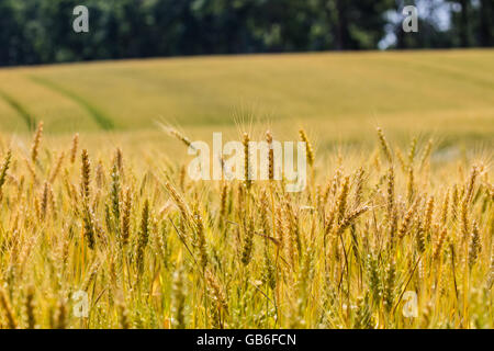 Campo riempito con quasi pronta per il raccolto di grano di inverno (riticum aestivum) Foto Stock