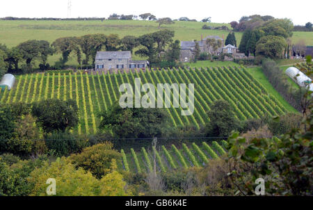 Camel Valley Vineyard Foto Stock