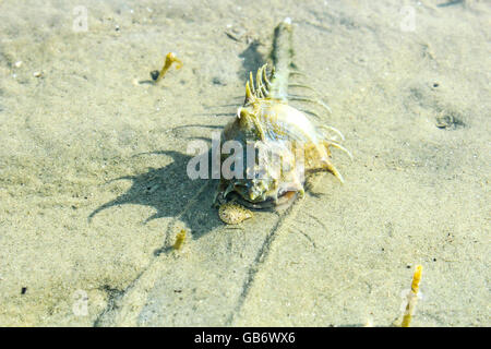 frutti di mare Foto Stock