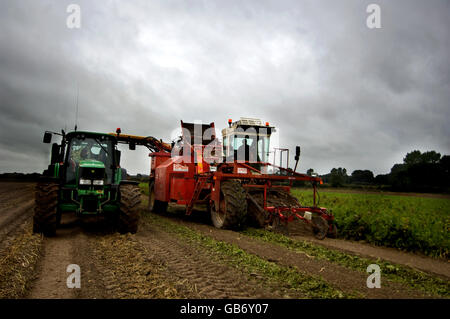 Raccolta di pastinaca a Knights Farms, Lower Farm Narborough vicino a Kings Lynn, Norfolk Foto Stock