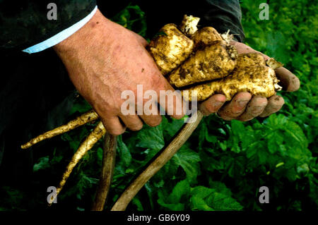 Pastinaca harvest - Cavalieri aziende agricole - Kings Lynn Foto Stock