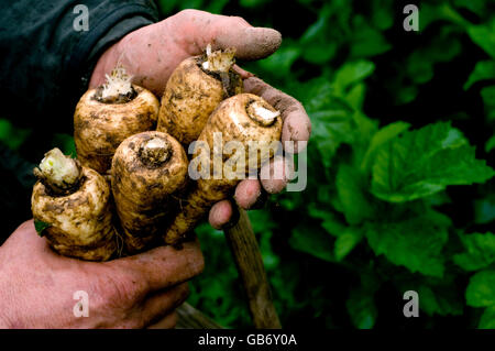 Raccolta di pastinaca a Knights Farms, Lower Farm Narborough vicino a Kings Lynn, Norfolk Foto Stock