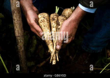 Pastinaca harvest - Cavalieri aziende agricole - Kings Lynn Foto Stock