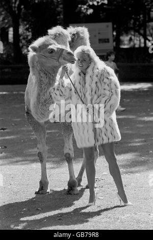 Modellare Janine James con il cammello Jenny dello Zoo di Londra, indossando un cappotto di pelliccia divertente della gamma di moda autunno Tesco. Foto Stock