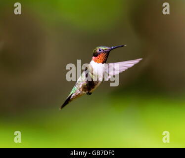 Ruby Throated ronzio uccello in una foresta boreale nel nord del Québec dopo la sua lunga migrazione nord. Foto Stock