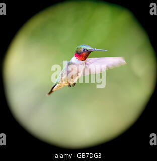 Ruby Throated ronzio uccello in una foresta boreale nel nord del Québec dopo la sua lunga migrazione nord. Foto Stock