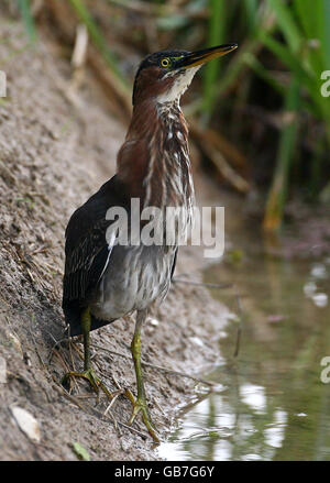 Green Heron avvistato nel Kent Foto Stock