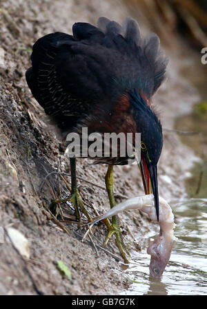 Green Heron avvistato nel Kent Foto Stock