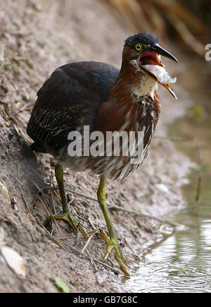 Green Heron avvistato nel Kent Foto Stock