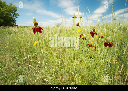 Purple coneflowers cresce in una zona umida ripristinata in Montague, Michigan. Foto Stock