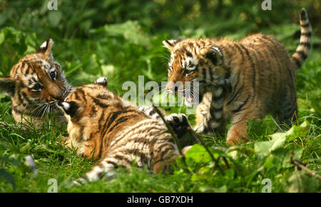 Cuccioli di tigre a Howletts Foto Stock