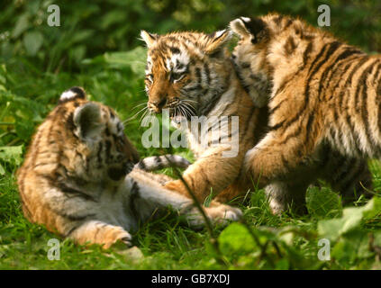 Tre cuccioli di tigre siberiane di undici settimane, Sayan, Altai e Altay giocano all'Howletts Wild Animal Park di Bekesbourne, Kent Foto Stock