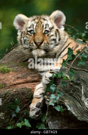 Sayan, una delle tre tigri siberiane di undici settimane all'Howletts Wild Animal Park di Bekesbourne, Kent Foto Stock